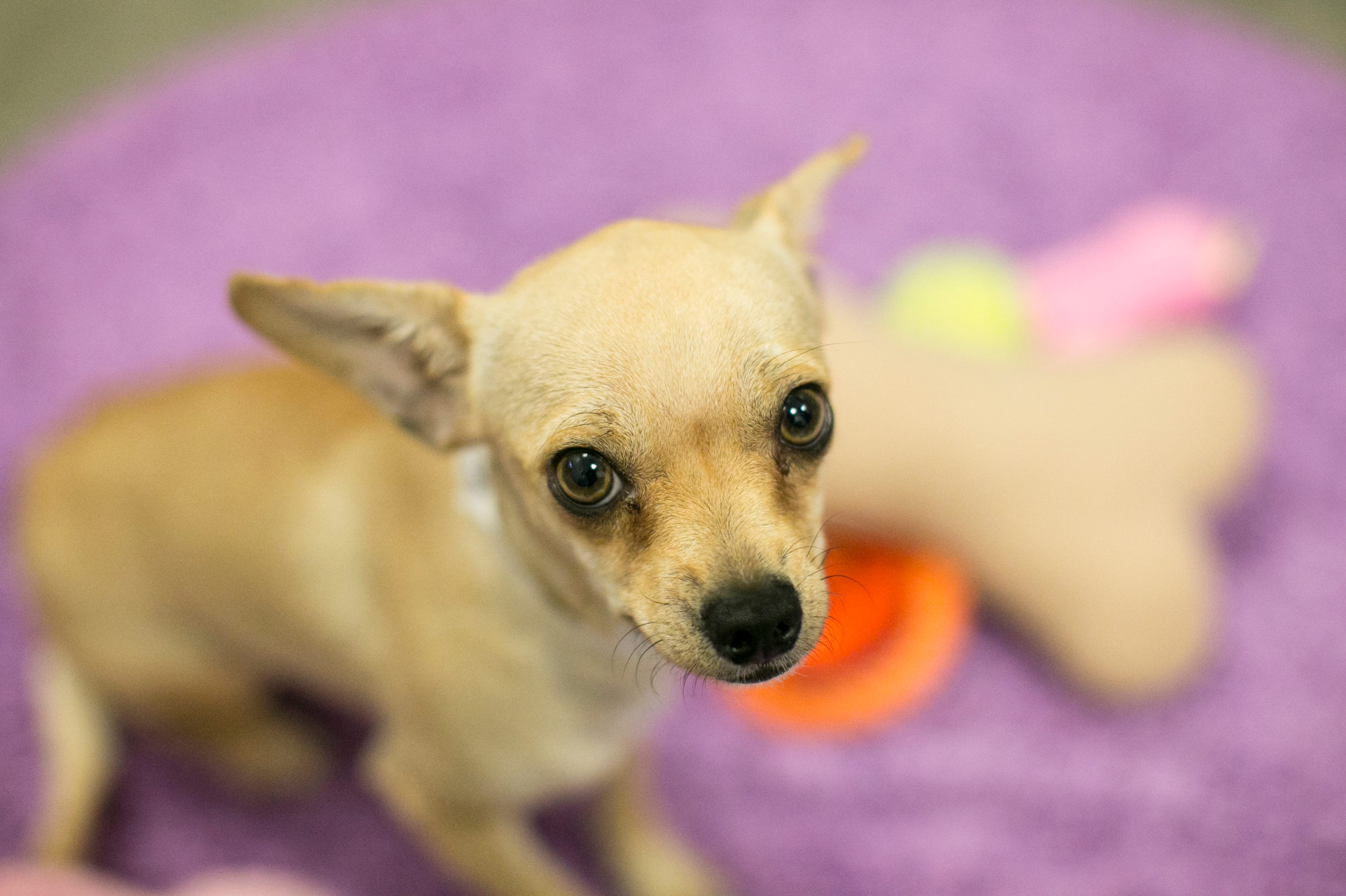 how to calm a chihuahua down